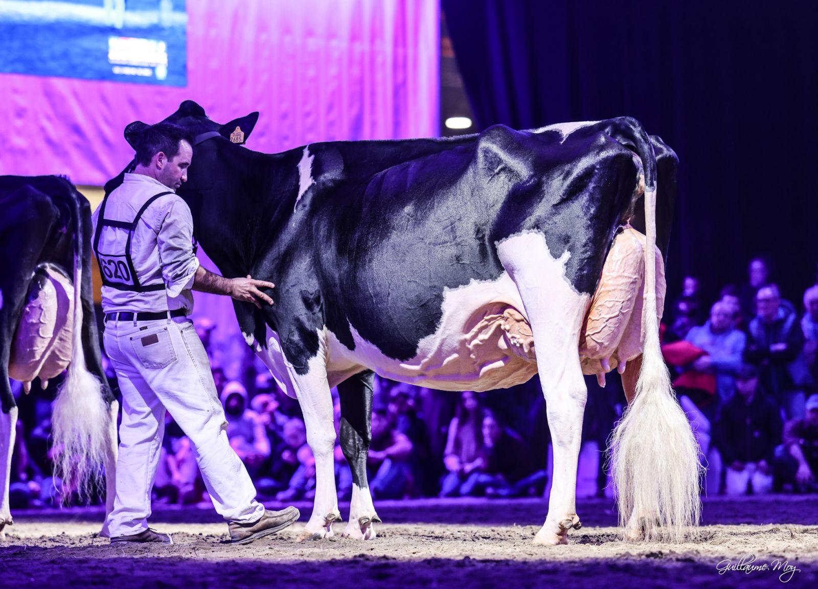 Incredible classification round at Bons Holsteins